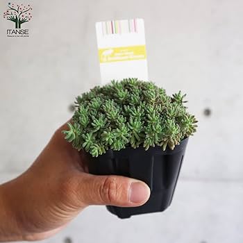 希少！多肉植物 ルベンスリザード③  抜き苗　ポットにいっぱい  セダム Amazon.co.jp: セダム・ルベンス リザード 3号ポット 2個セット
